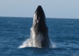Hump-back whale Australia