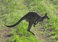 Kangaroo -  Australia