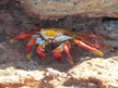 Sally Lightfoot crab - Galapagos EC